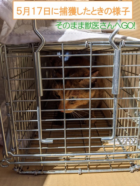 s-TNR517