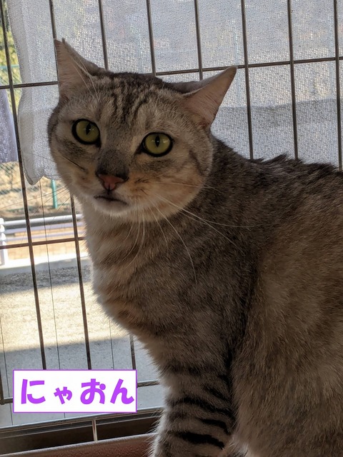 s-nyaon