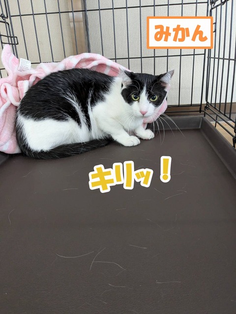 s-mikann