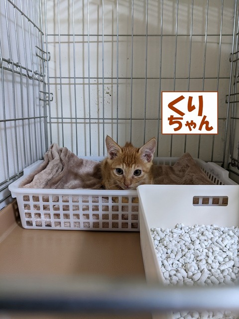 s-kuri