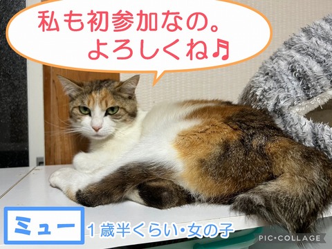 s-myu-