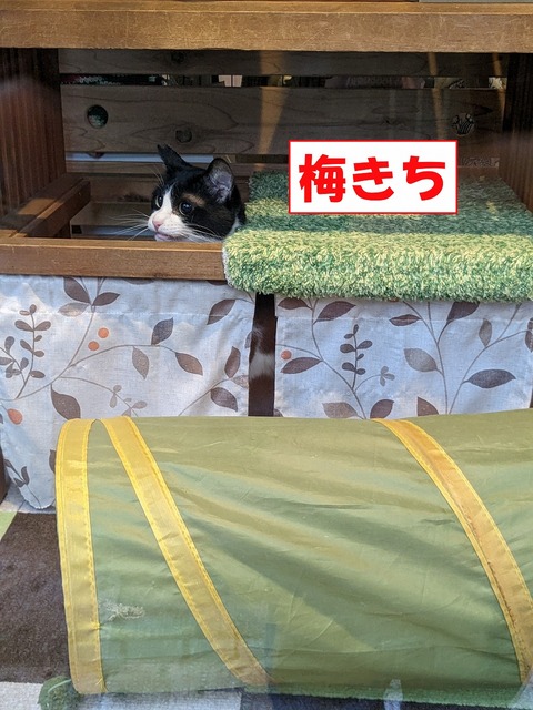s-umekiti