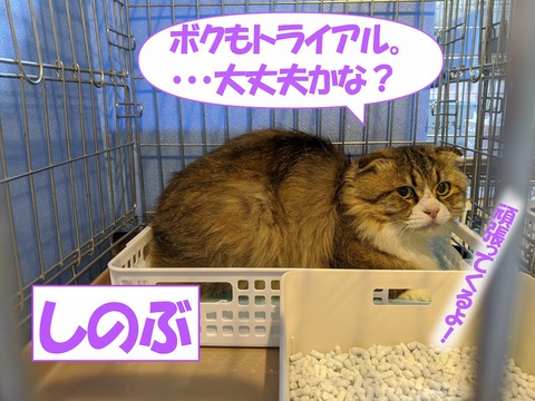 s-sinobu