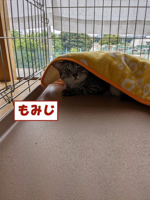 s-momizi