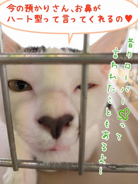 s-ha-to