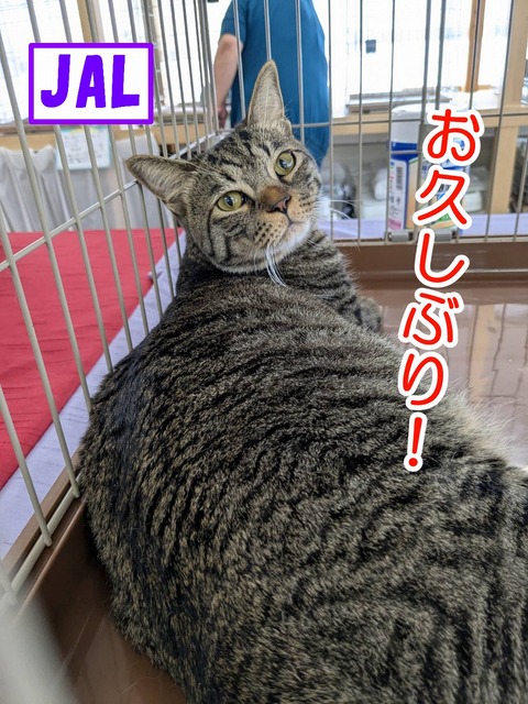 s-JAL