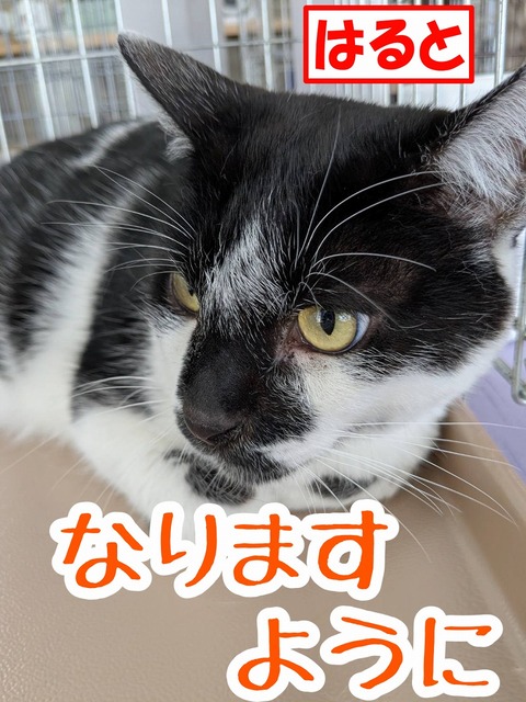 s-haruto