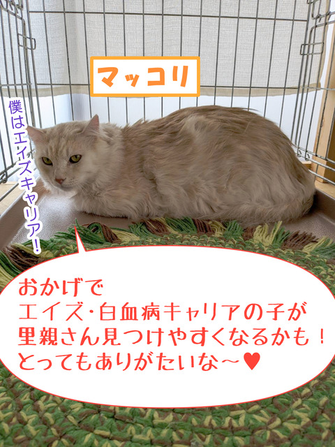 makkori