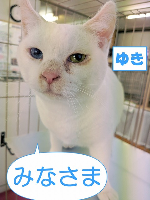 s-yuki