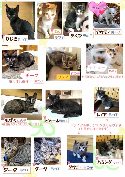 s-koneko1(2)