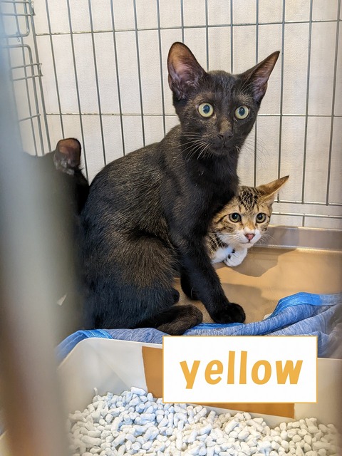 s-yellow