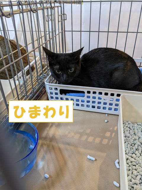 s-himawari