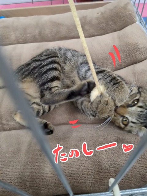 s-asobi