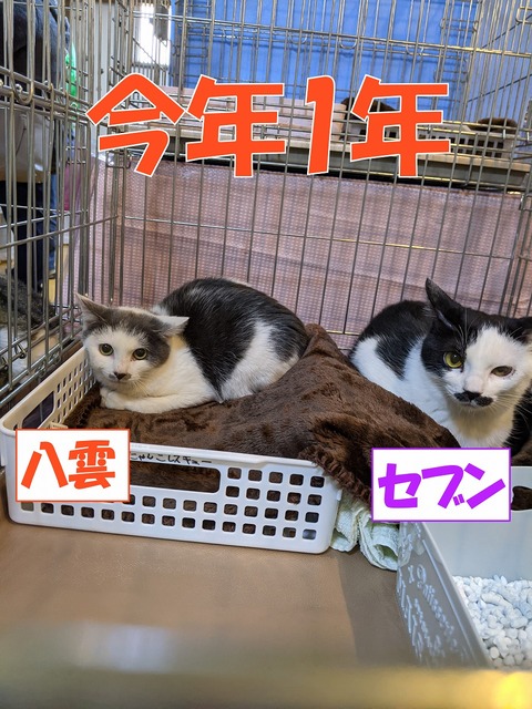 s-yakumosebun