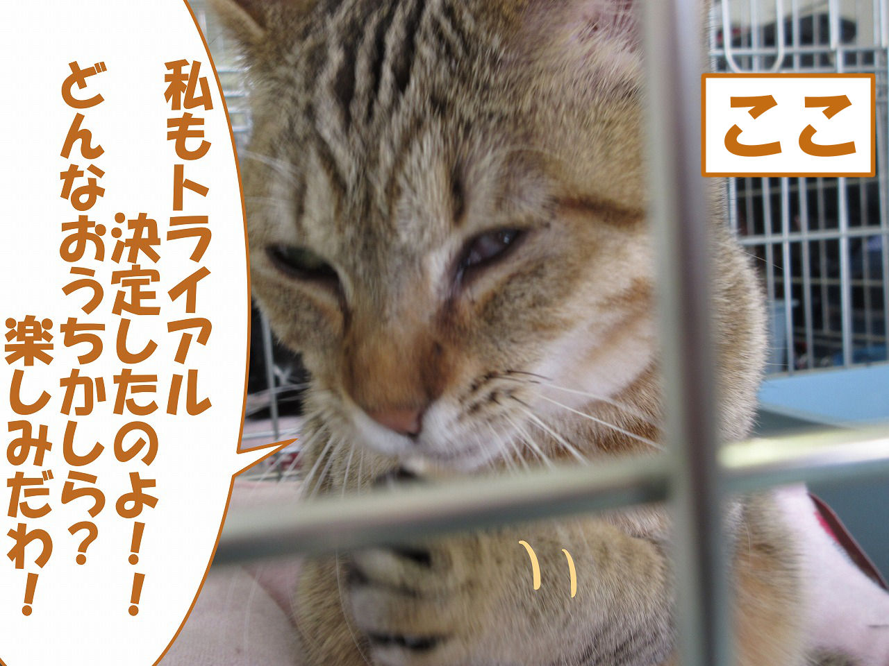 イメージ 4