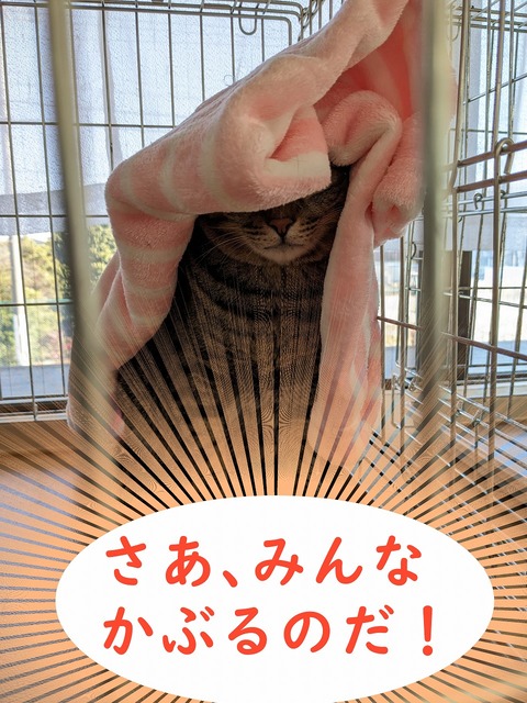 s-da-ya2