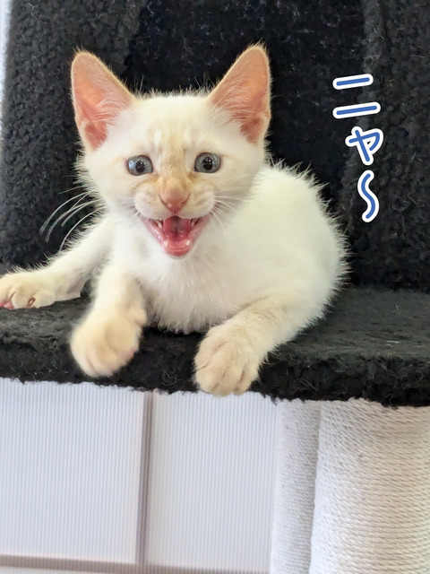 miruku