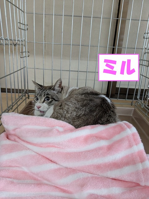 s-miru