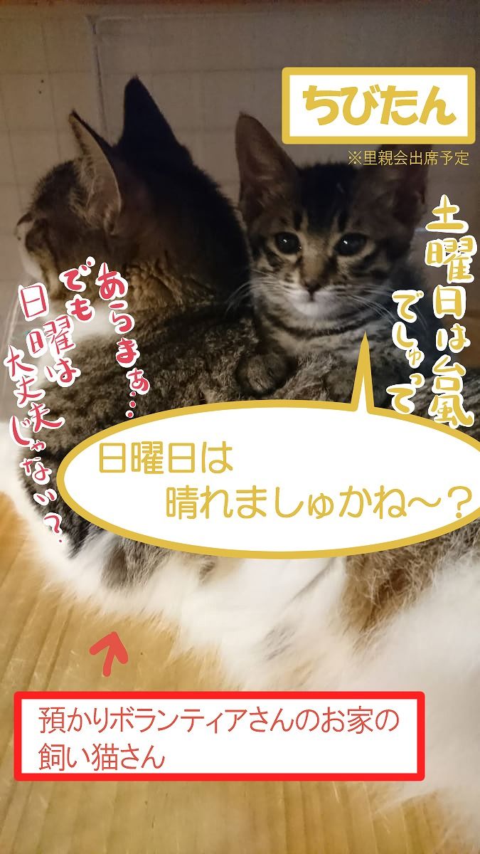 イメージ 7