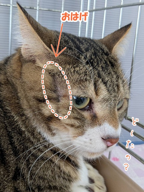 s-ohage