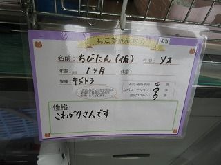 イメージ 10