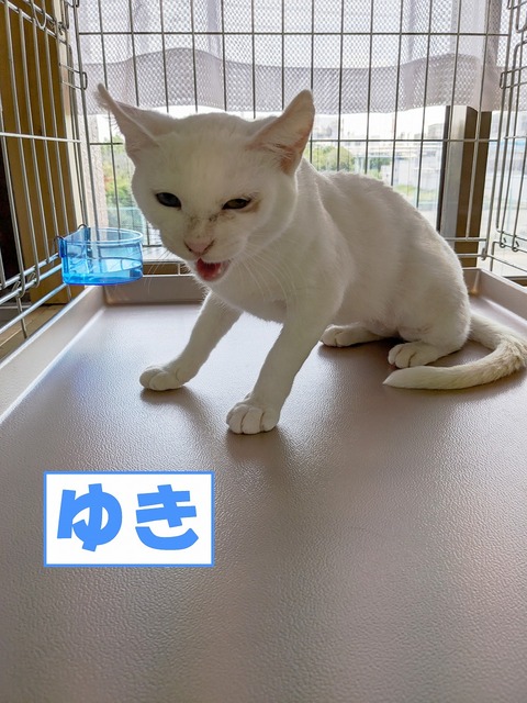 s-yuki