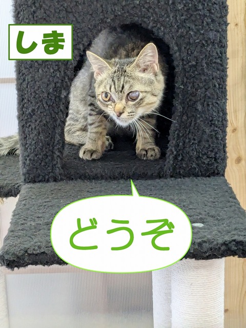 s-sima