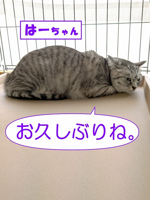 s-ha-