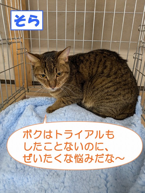 s-sora
