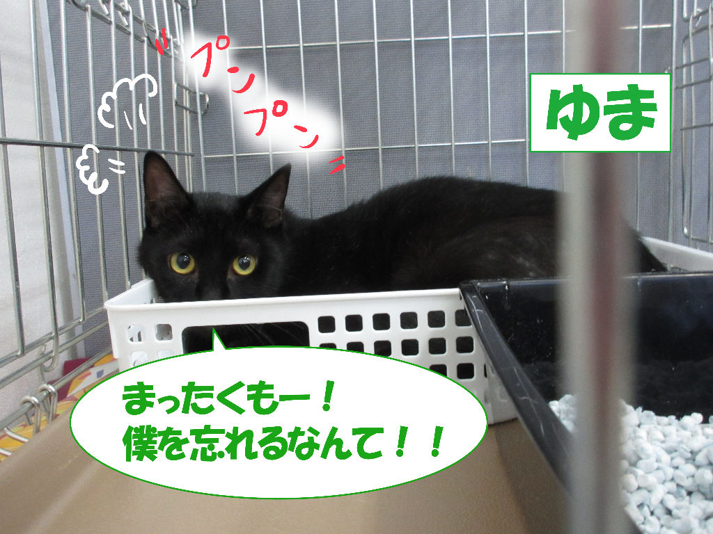 イメージ 8
