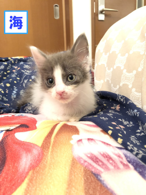 umi