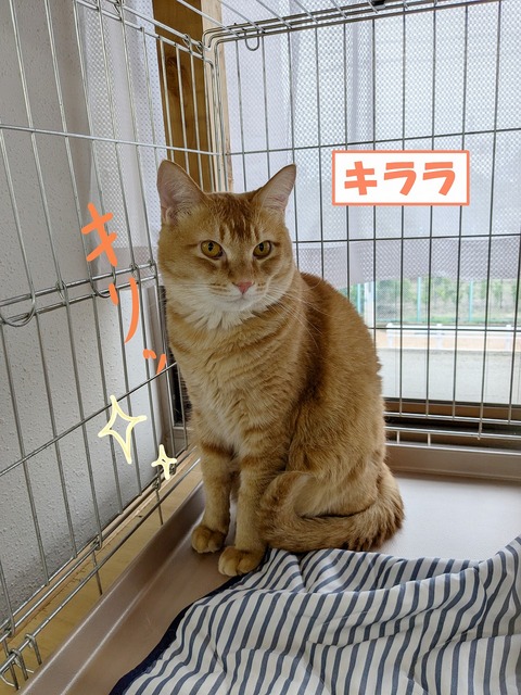 s-kirara