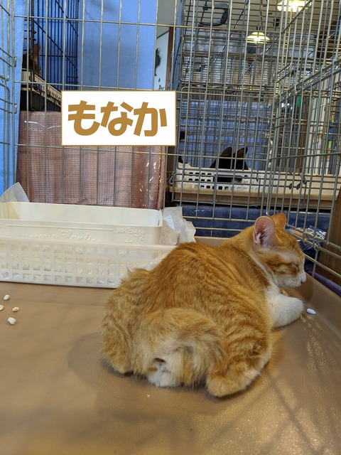 s-monaka