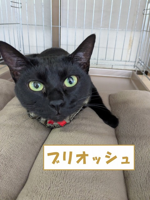 s-buri