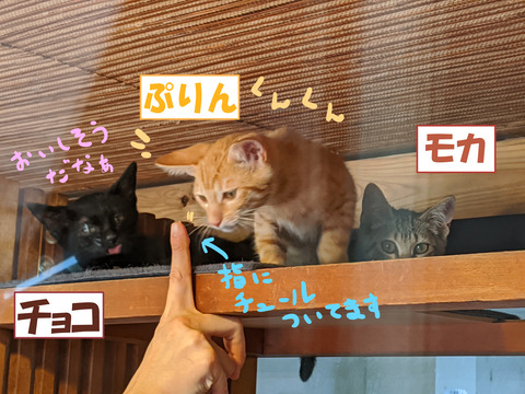 mokapurin