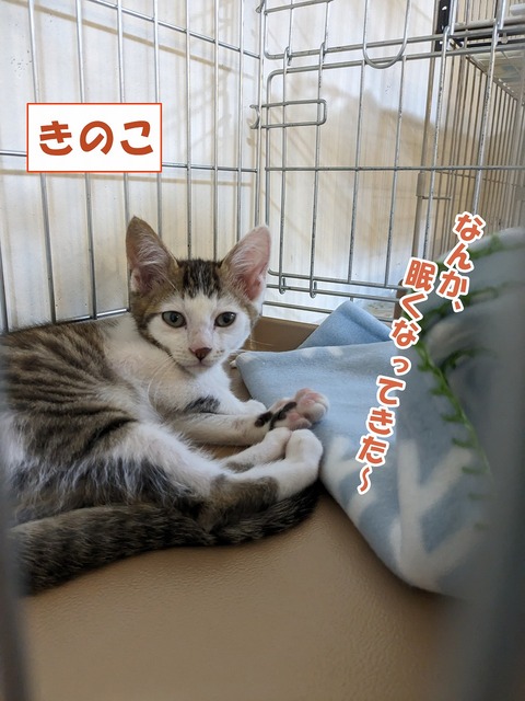 s-kinoko