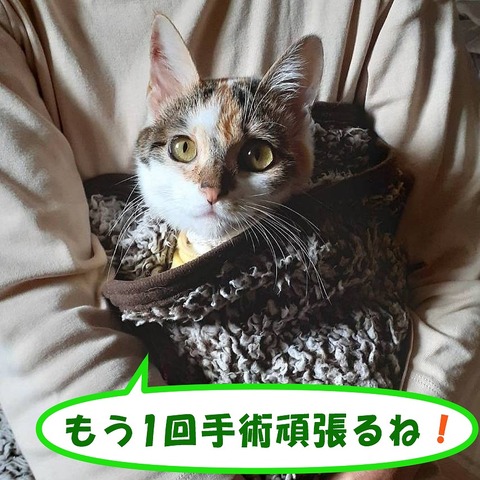 s-syuzyutuganbaru
