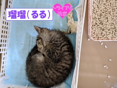s-ruru