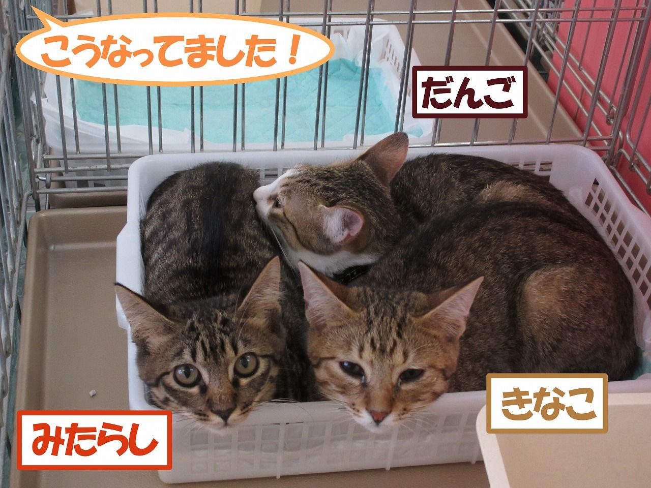 イメージ 2