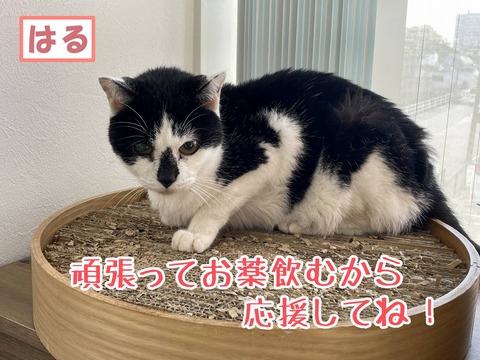 s-haru