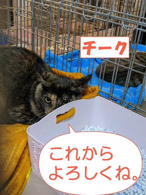 s-ti-ku