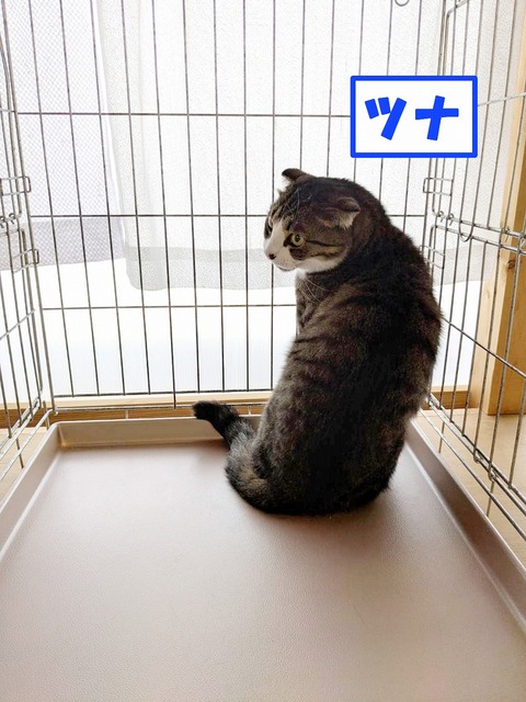 s-tuna