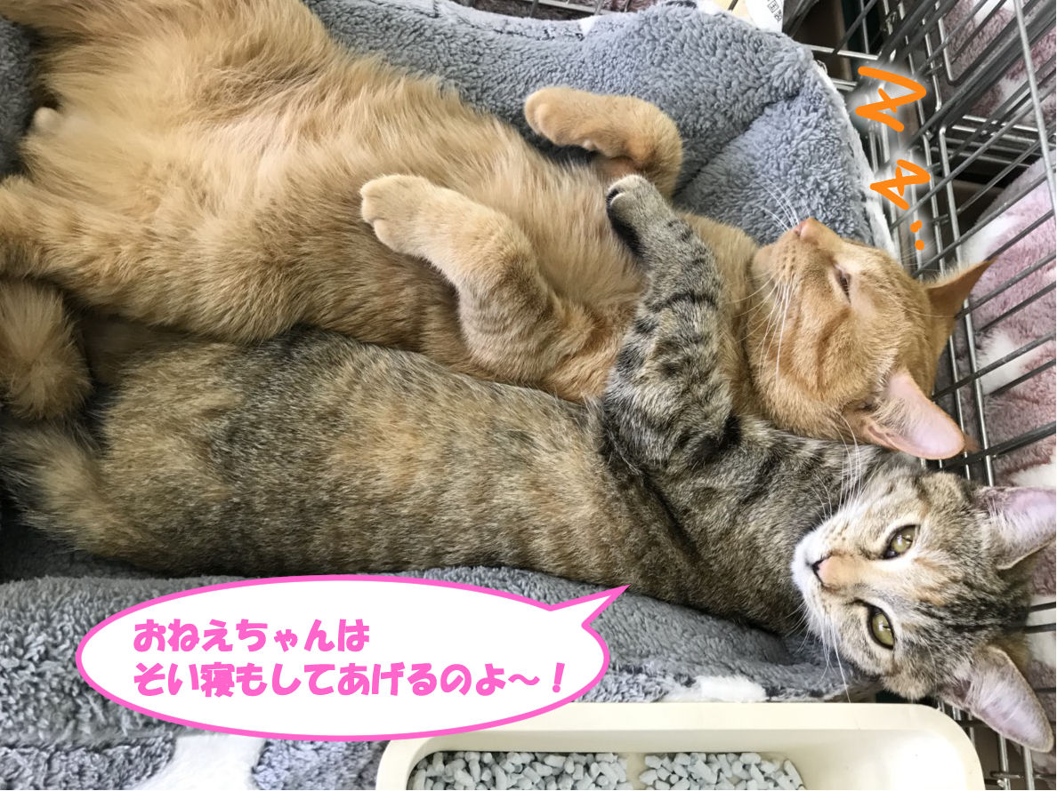 イメージ 2