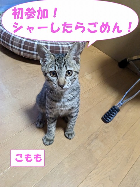 s-komomo
