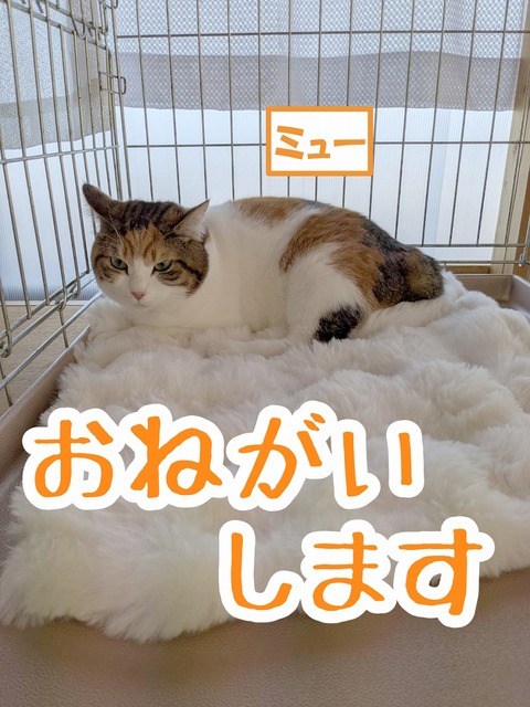 s-myu-