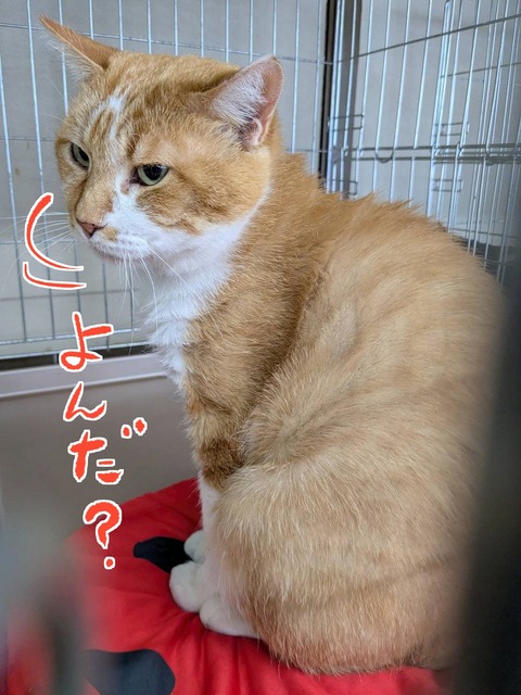 s-tyasuke