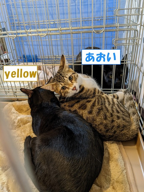 s-aoiyellow