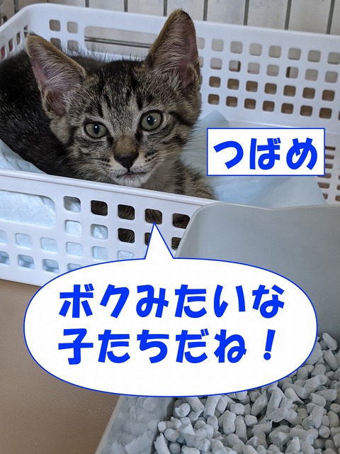 s-tubame