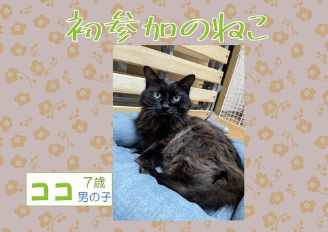 s-1228hatusanka