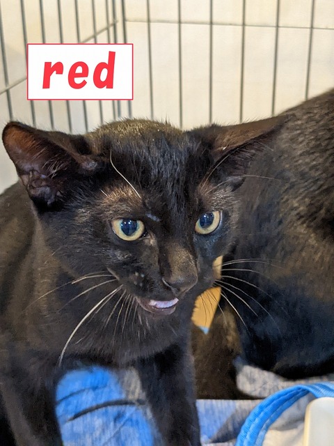 s-red